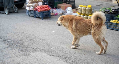 Muş'ta köpeğin saldırdığı çocuk duvardan atlayarak bacağını kırdı