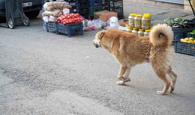 Muş'ta köpeğin saldırdığı çocuk duvardan atlayarak bacağını kırdı