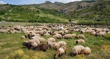 Muş'ta koyun sürüleri yayla yolunda