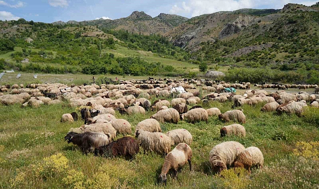 Muş'ta koyun sürüleri yayla yolunda