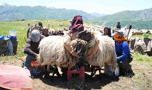 Muşlu Hayvan Yetiştiricileri İlk Süt Sağımına Başladılar