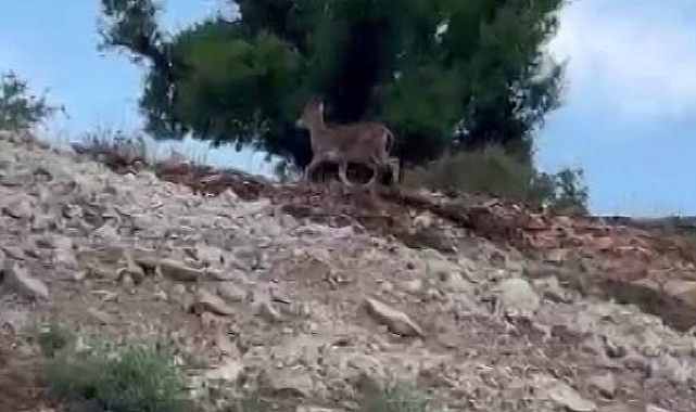 Nesli tehlike altında olan yaban keçileri sürü halinde görüntülendi