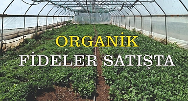 ORGANİK FİDELER SATIŞTA