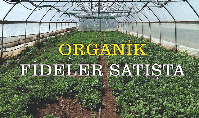 ORGANİK FİDELER SATIŞTA