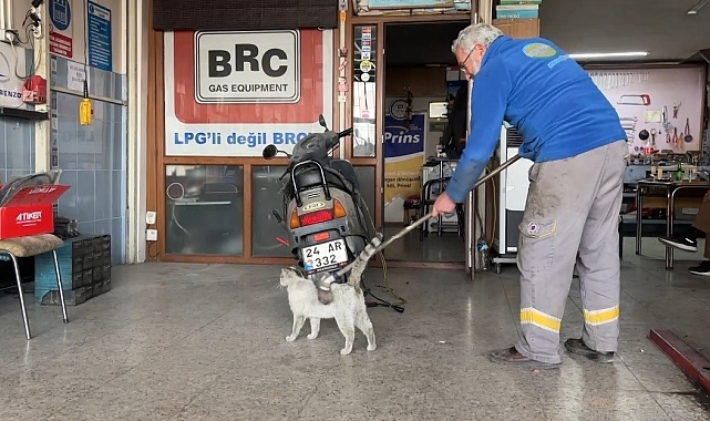 Oto tamircisinin maskotu "Paşa" fırçayı görünce dayanamıyor!