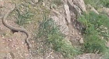 Hakkari'de pancar toplamaya giden vatandaş çıngıraklı yılanla karşılaştı