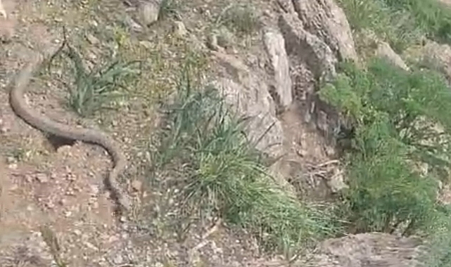 Hakkari'de pancar toplamaya giden vatandaş çıngıraklı yılanla karşılaştı