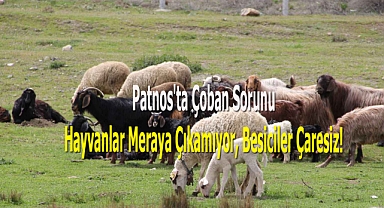 Patnos'ta Çoban Sorunu: Hayvanlar Meraya Çıkamıyor, Besiciler Çaresiz!