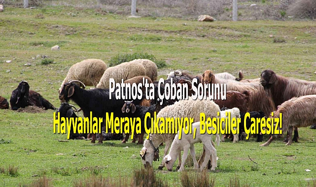 Patnos'ta Çoban Sorunu: Hayvanlar Meraya Çıkamıyor, Besiciler Çaresiz!
