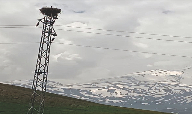 Patnos'ta Leylekler; İlkbaharın Habercileri