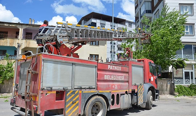 Patnos'ta Polen Salınımı Başladı: Kavak Ağaçları Kesiliyor!