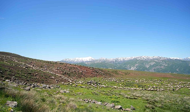 Şenyayla çocuk ve kuzularla şenlendi
