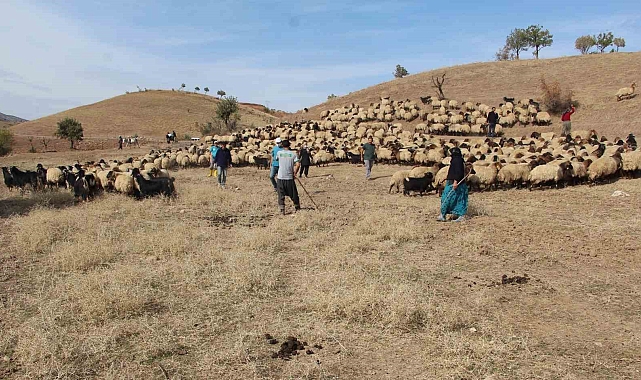 Tarım Müdürlüğü ekipleri, Kemah'ta küpeleme ve aşılama çalışması yaptı