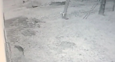 Tatvan'da Kurtlar Mahalleye İndiler