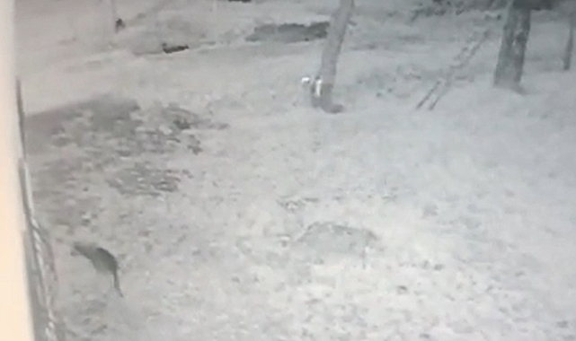 Tatvan'da Kurtlar Mahalleye İndiler