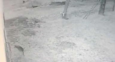 Tatvan'da Kurtlar Mahalleye İndiler