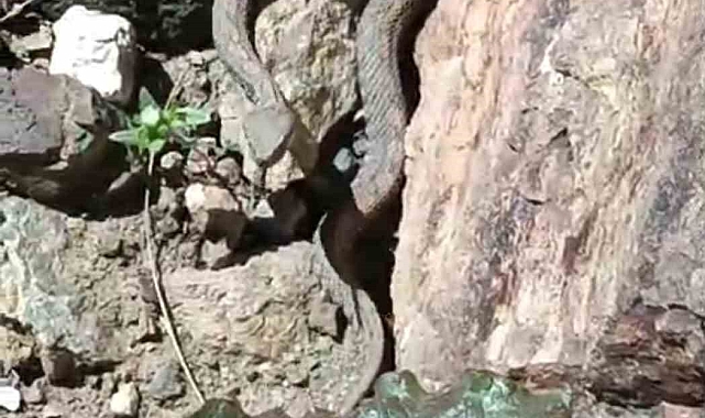 Türkiye'nin en zehirli yılanı Van'da görüldü