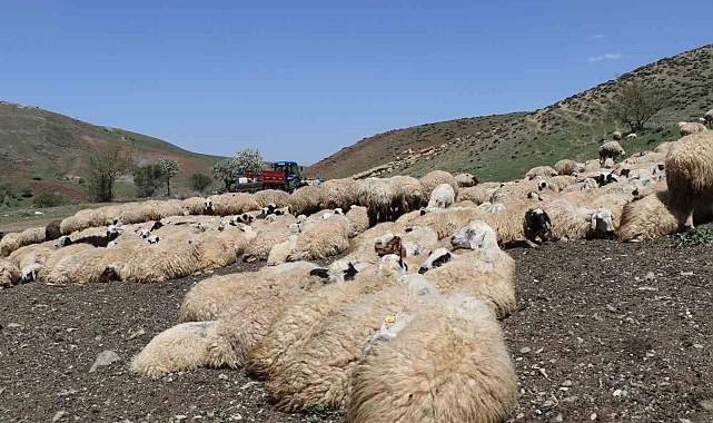 Veteriner Hekimler Hayvan Sağlığı İçin Yaylalarda