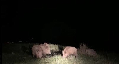 Yaban domuzları ekili alanlara zara veriyor