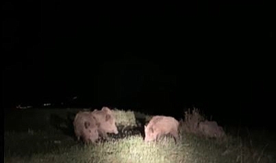 Yaban domuzları ekili alanlara zara veriyor