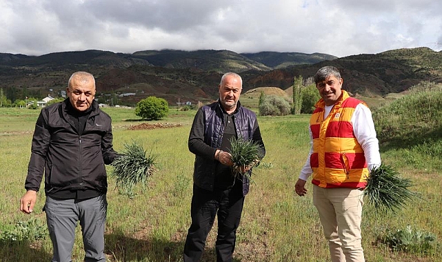 Yağışlardan Sonra Oltu'da Yemlik Otu Bereketi
