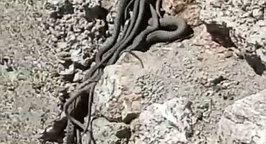 Yüksekova'da sürü halinde yılanlar görüntülendi