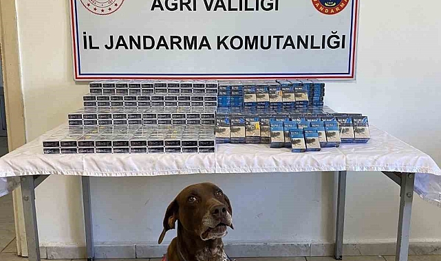 1294 paket kaçak sigara yakalandı