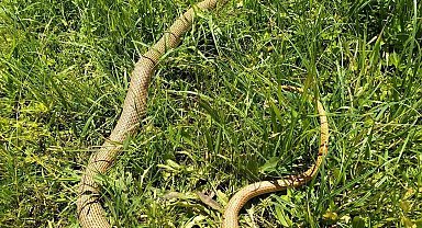 2 metrelik yılan paniği