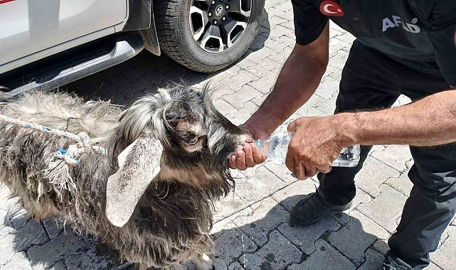 AFAD ekipleri Kayalıklarda mahsur kalan kurbanlık keçiyi kurtardı