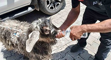 AFAD ekipleri Kayalıklarda mahsur kalan kurbanlık keçiyi kurtardı