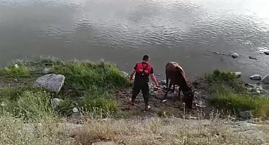 Ağrı'da boğulmak üzere olan at son anda kurtarıldı (Videolu Haber)