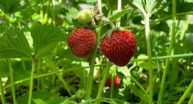 Ağrı'da çilek yetişmez algısı kırıldı