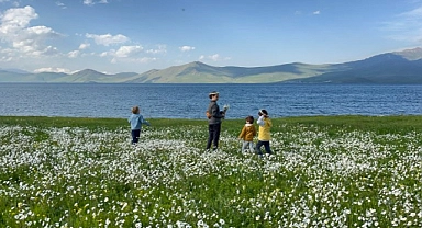 Ağrı’daki papatya tarlası görsel şölen sunuyor