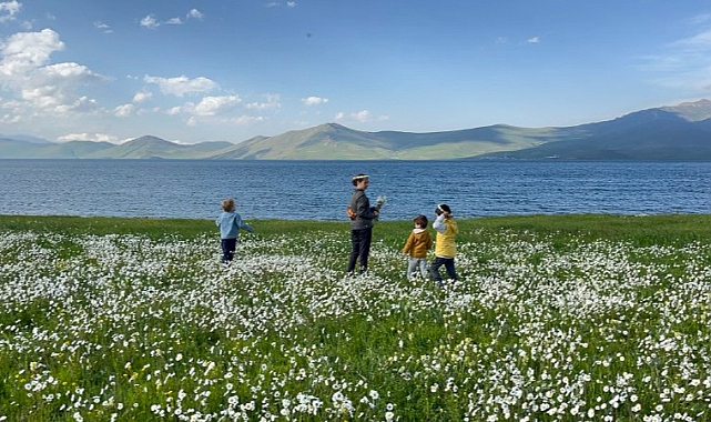 Ağrı’daki papatya tarlası görsel şölen sunuyor