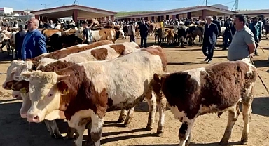 (Videolu Haber) Ağrı Hayvan Borsası'nda hareketlilik başladı