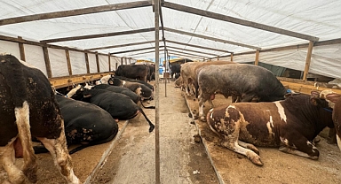 Ahırlarda özenle beslenilen Ağrı'nın kurbanlıkları, İstanbul'da görücüye çıktı (Videolu Haber)