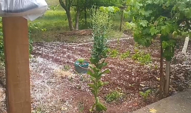 Ani dolu yağışı tarım arazilerine zarar verdi