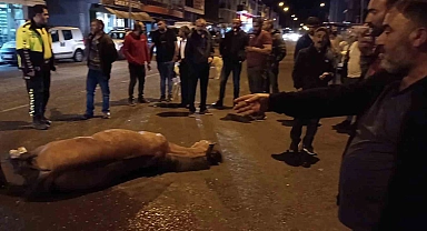 Ardahan'da bir ata insanlık dışı muamele
