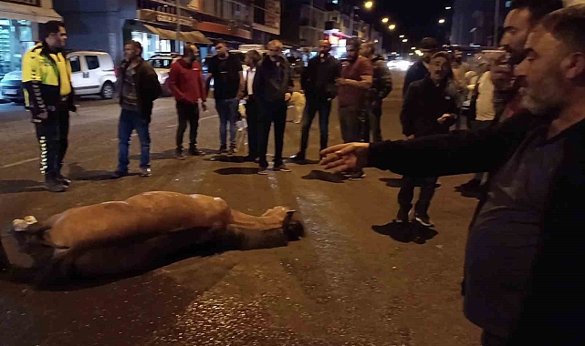 Ardahan'da bir ata insanlık dışı muamele