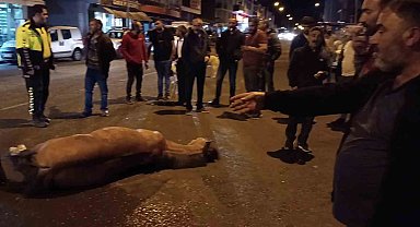 Ardahan'da bir ata insanlık dışı muamele