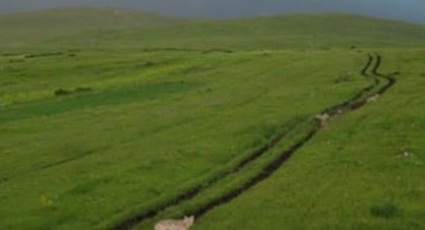 Ardahan'da kurt sürüsü havadan görüntülendi