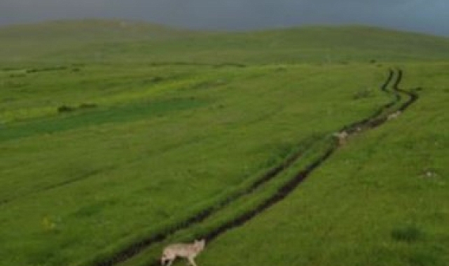 Ardahan'da kurt sürüsü havadan görüntülendi