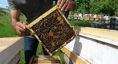 Arı yetiştiricileri hasat için gün sayıyor