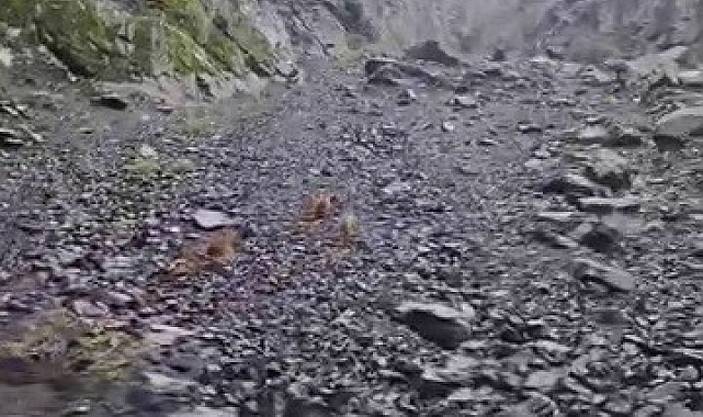 Ayı, motosikletli vatandaşları böyle kovaladı