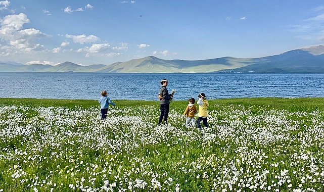 Bembeyaz papatya tarlası fotoğrafçıların gözdesi