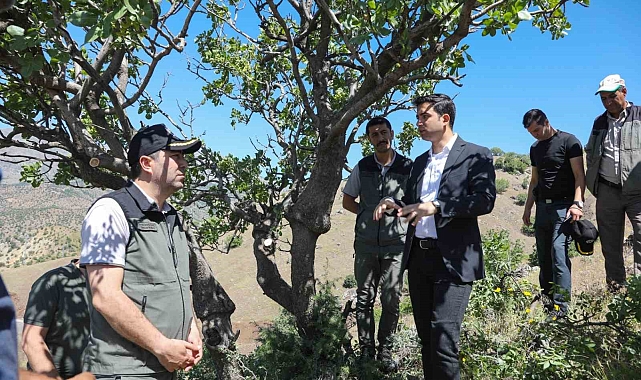 Bingöl Genç'te menengiç ağaçlarına aşılama yapıldı
