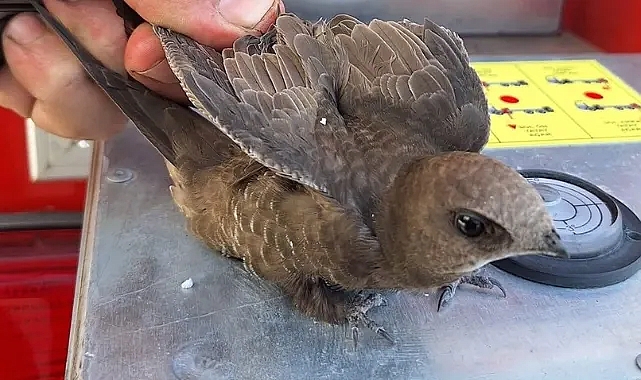 Bolu'da çatıda ebabil kuşu operasyonu