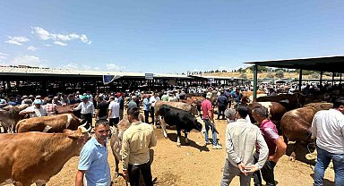 Canlı hayvan pazarında yoğunluk yaşanıyor Kurban Bayramı öncesi
