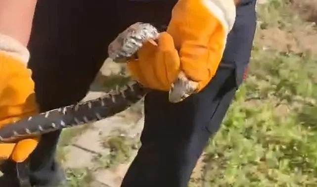 Çorum'un Alaca ilçesinde eve giren yılan paniğe neden oldu!