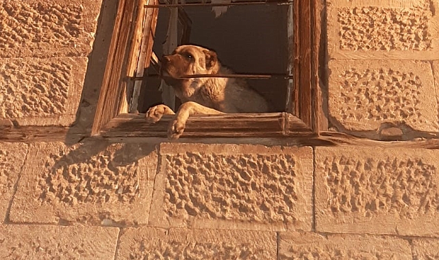Erzincan'da 20 gündür kayıp Kangal cinsi köpek harabe binada hapsedilmiş halde bulundu